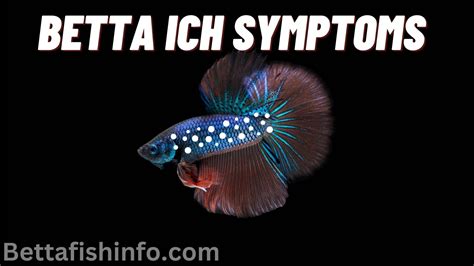 betta fish ich,betta fish and ich symptoms